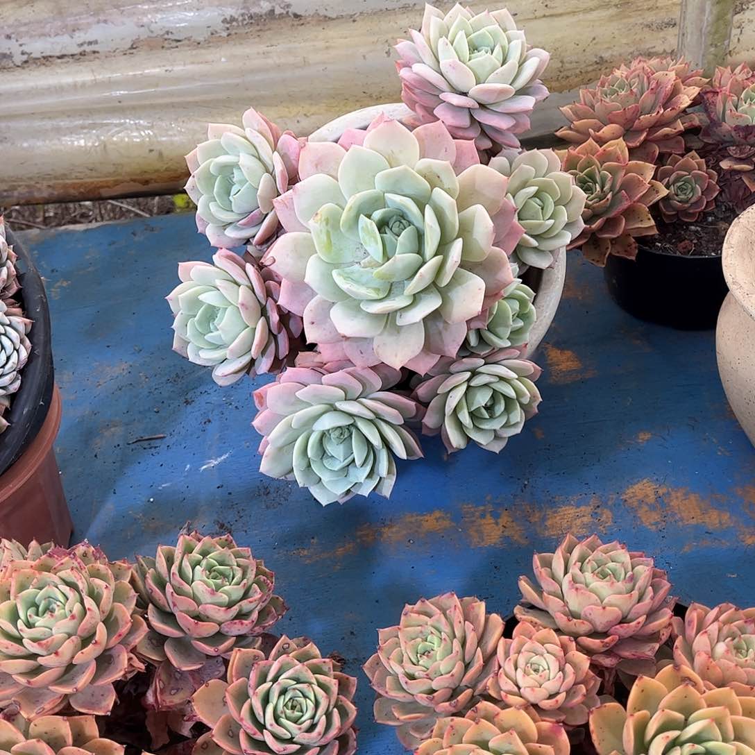 l****g恋曲多肉植物57