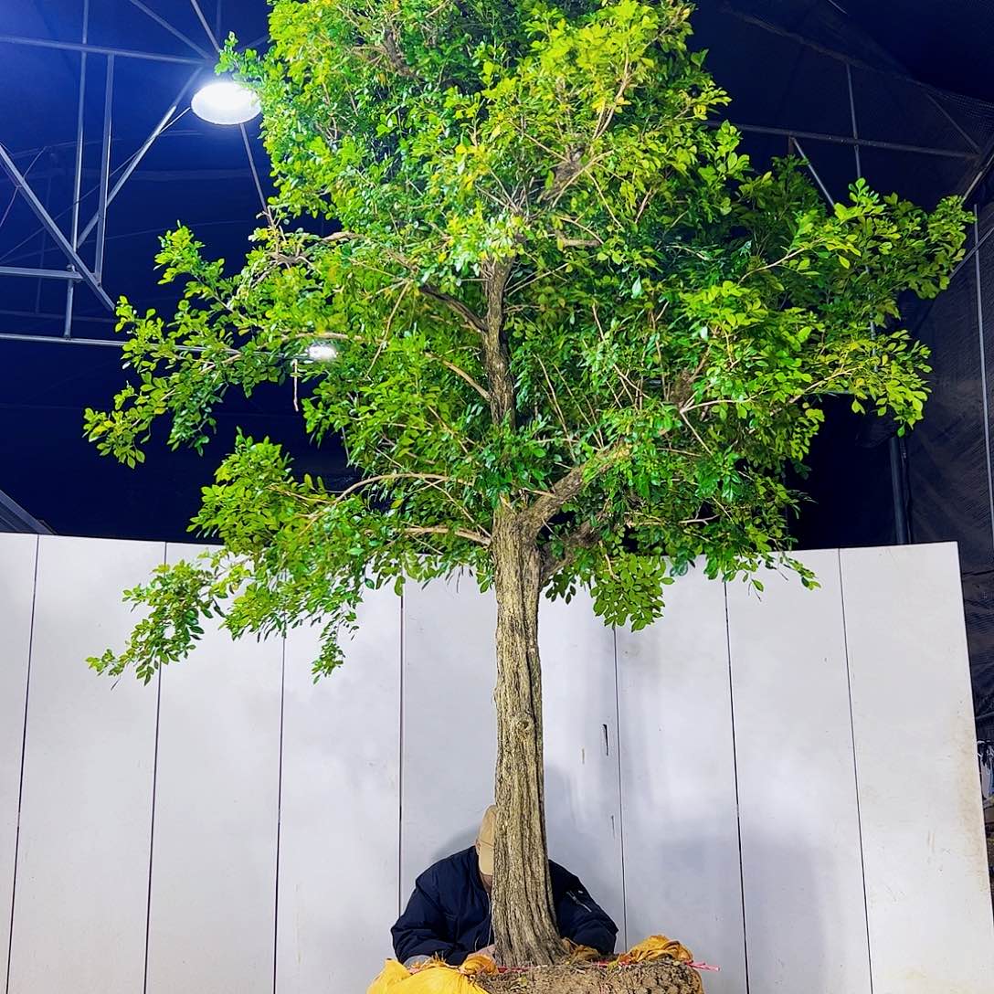 名***傑当前无花朵，栽培后可花朵