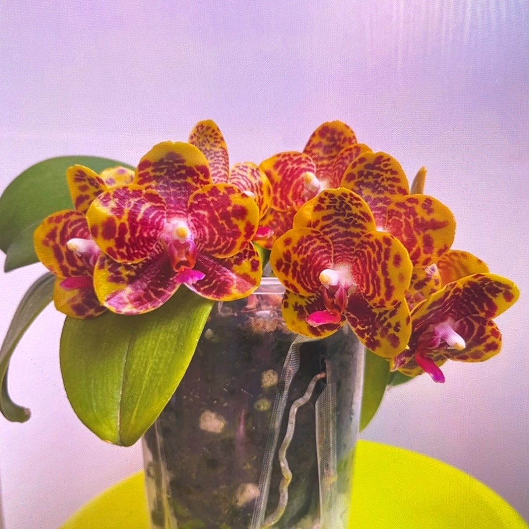 无花朵5寸樱桃皇后苗