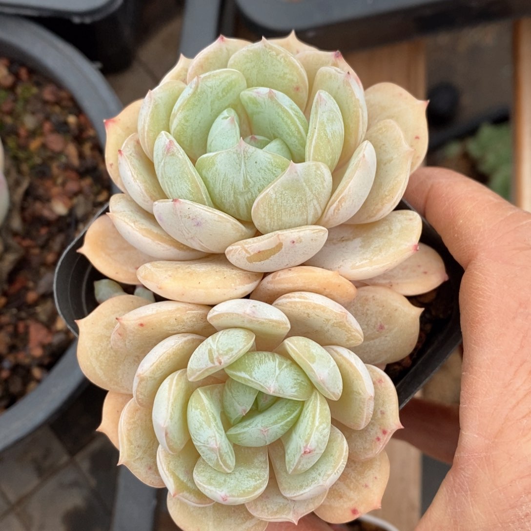 精品多肉一物一拍不包整15