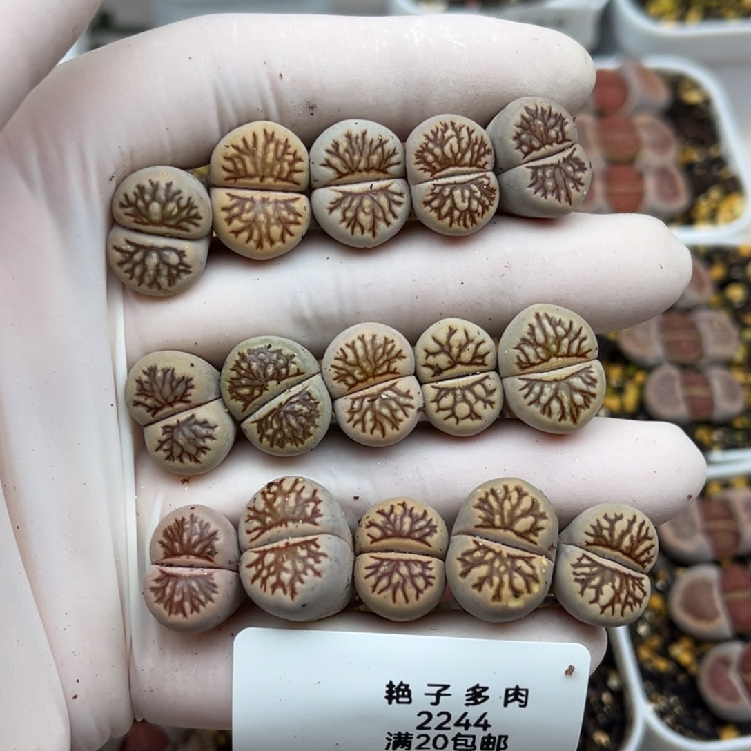 2244号一首菊化石发货14颗