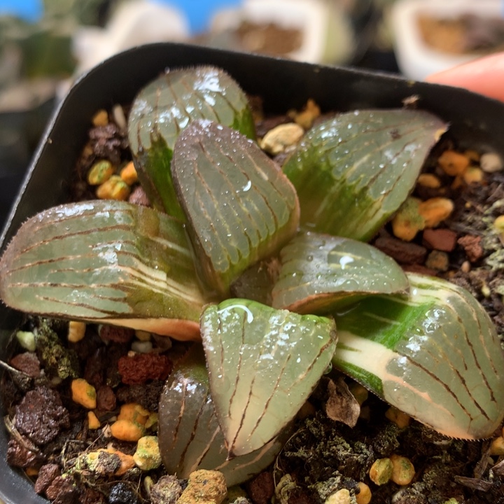 史扑寿锦一物一拍