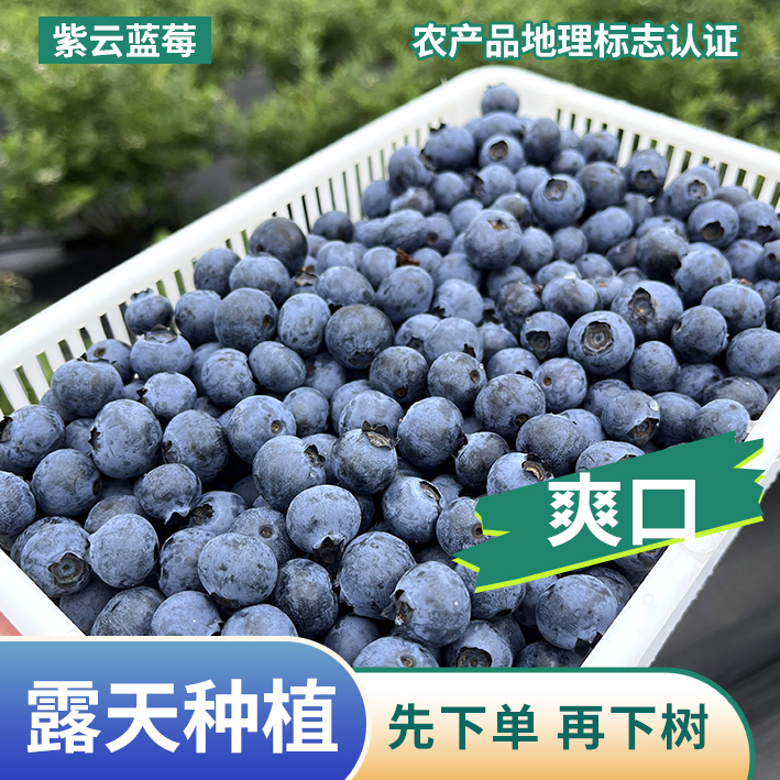 【12盒大果】高原山地蓝莓大果14-16mm 净重1斤125g/1盒 鲜采现发贵州新鲜贵州省