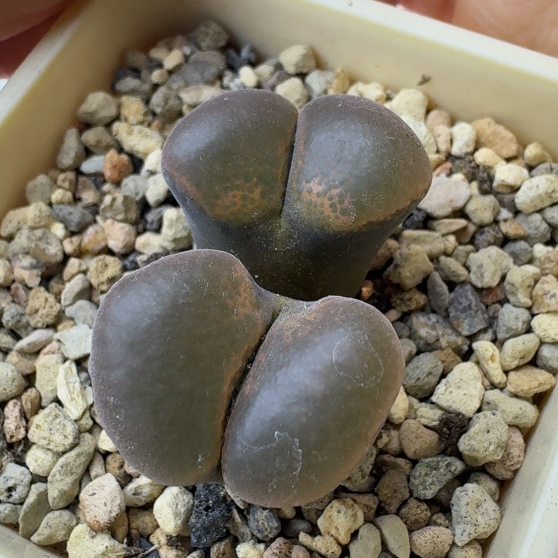 11号双头翻窗风铃一物一拍