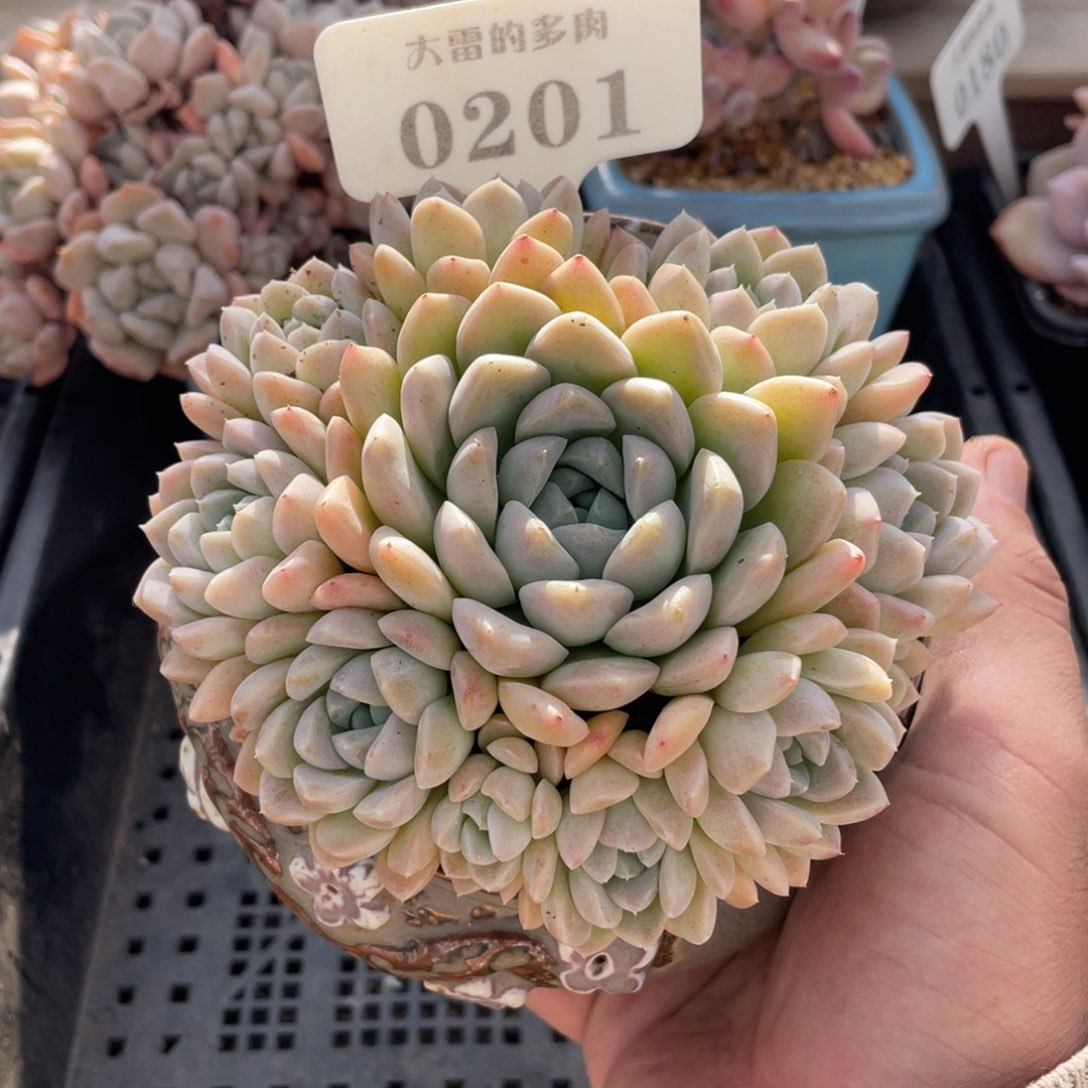 0201奶油美人不带盆12厘米