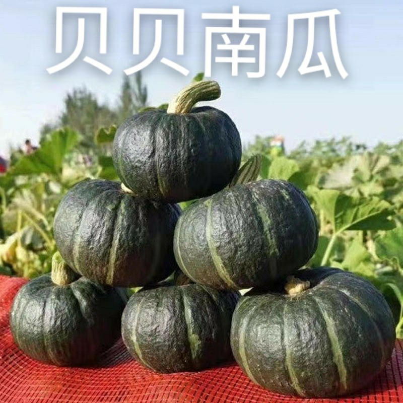 【粉糯香甜】贝贝南瓜新鲜采摘 迷你小南瓜孕妇儿童营养辅食4.5斤