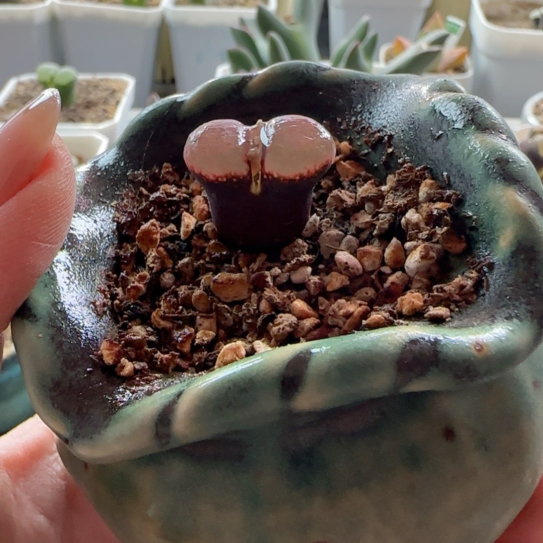 精品风铃玉。         福利。