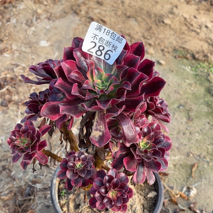 286美杜莎手捧3号