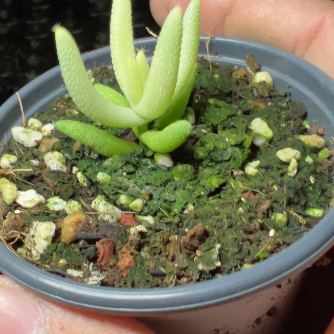 玉米锦90杯福利枝干