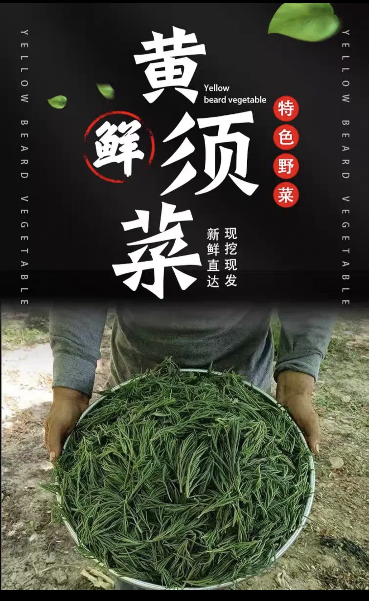 新鲜现挖盐碱地黄须菜可凉拌的碱蓬海英菜5斤