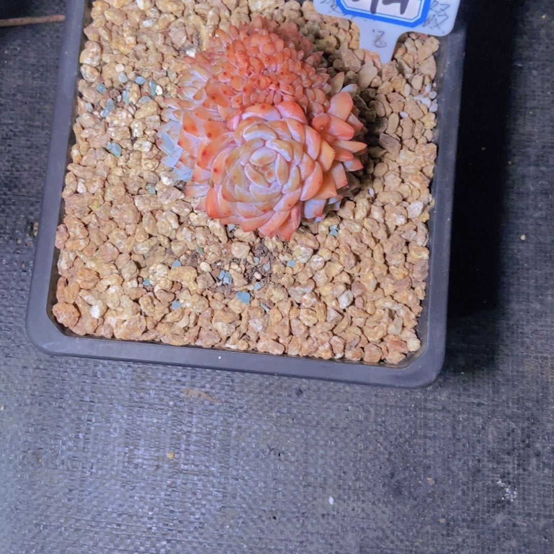 赵****0921星影小坠一颗