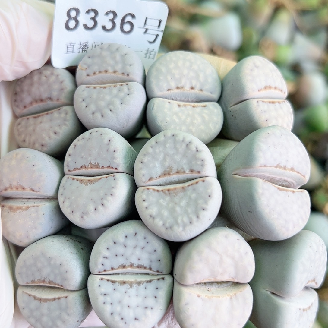 8336 好养易活生石花大母本12个2.5-3cm