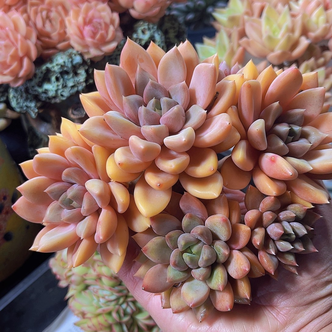 红象牙多肉植物多肉