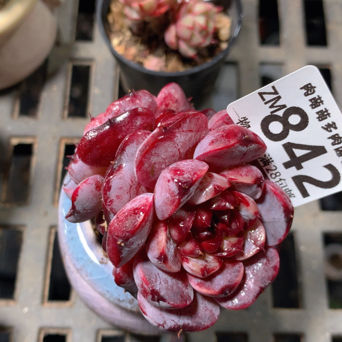 5CM拇指盆精控多肉ZM842