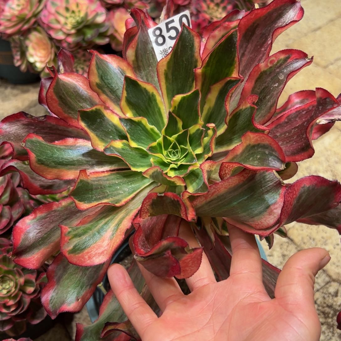 @*姐多肉植物850魅影