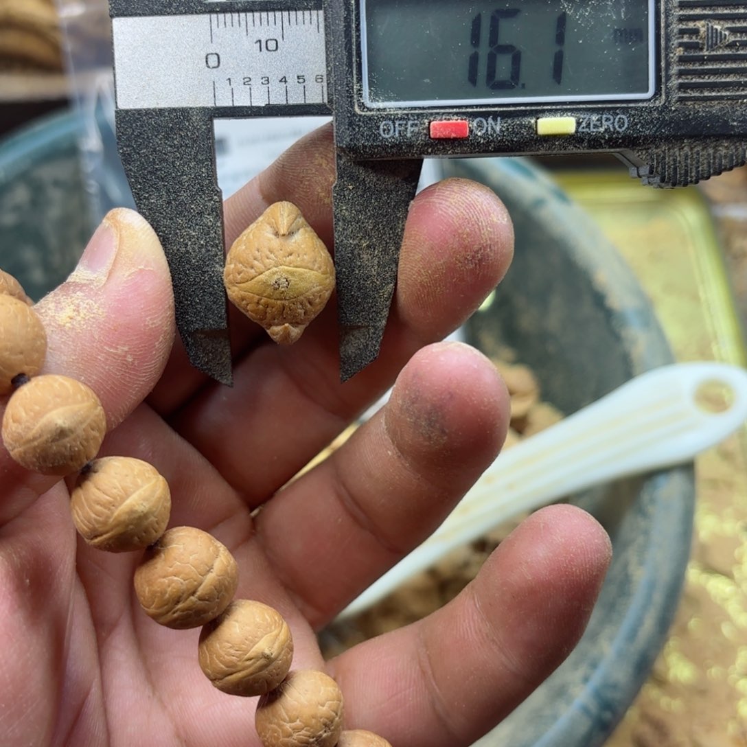 凤眼菩提吊坠异型凤眼