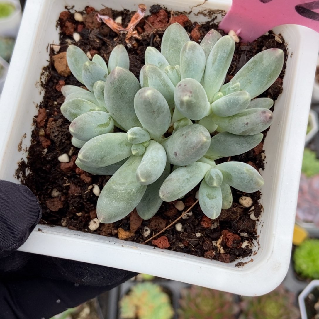 942乌拉奶多肉植物多肉