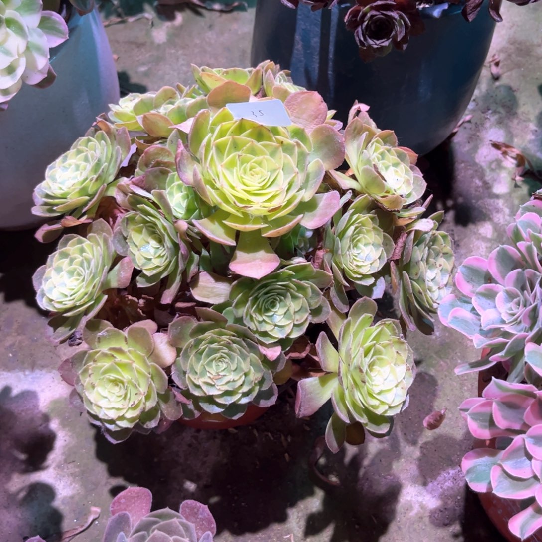 多肉植物雨禾00035