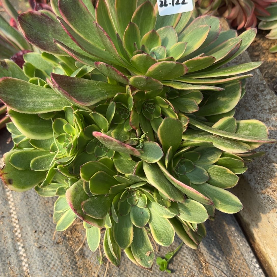 122半夏多肉植物一