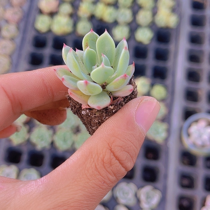 精品娜娜小勾多肉植物