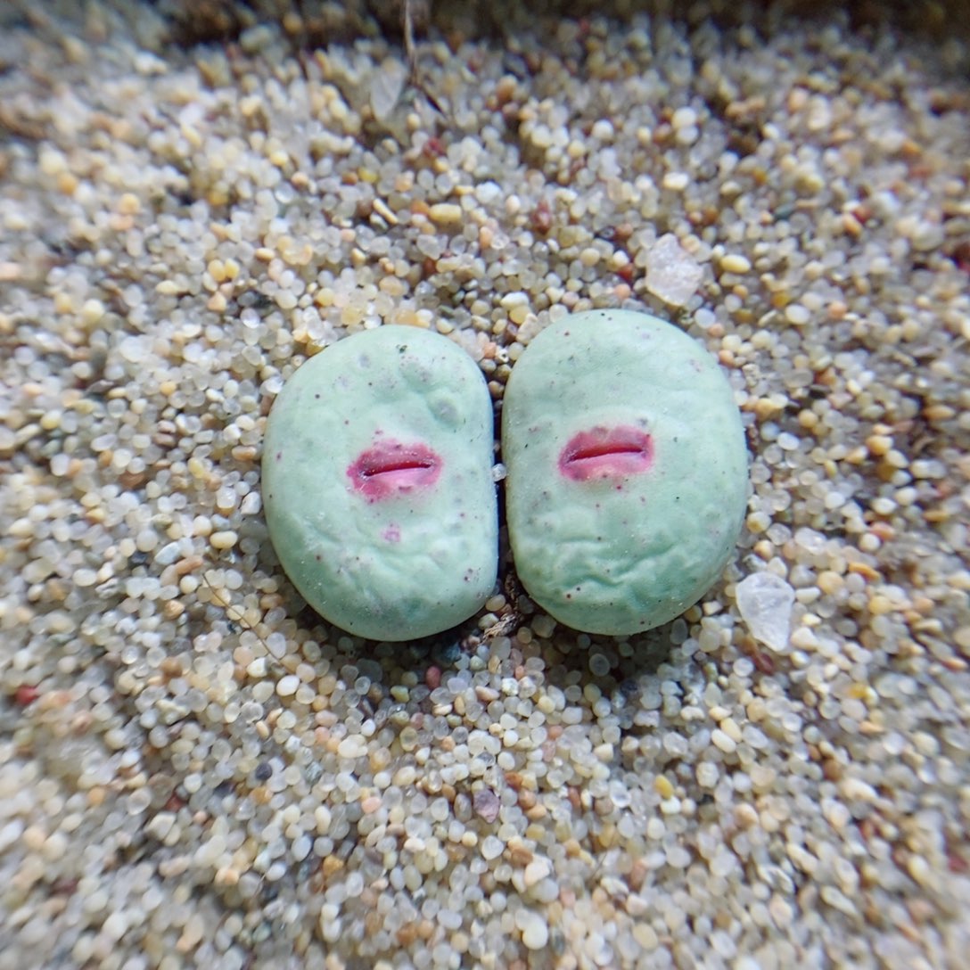 生石花花花花花花花花772