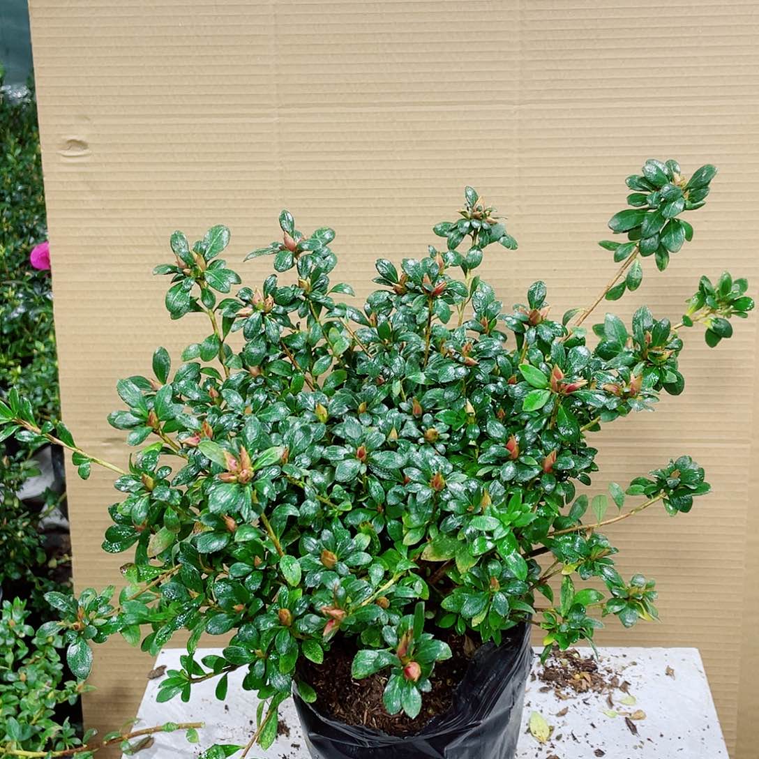 李***3完全开放大颗娟之舞杜鹃