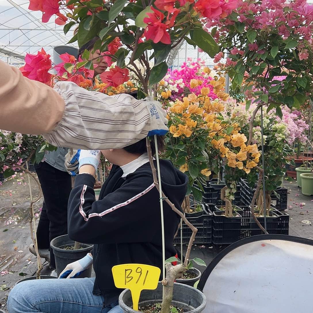 a***y大部分花苞少量开放B91红骑士