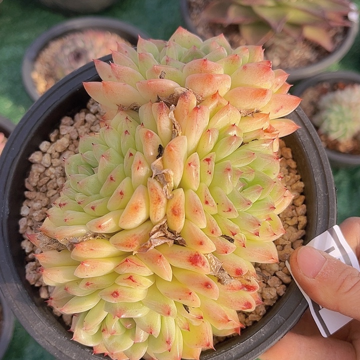 麦秆12141多肉植物