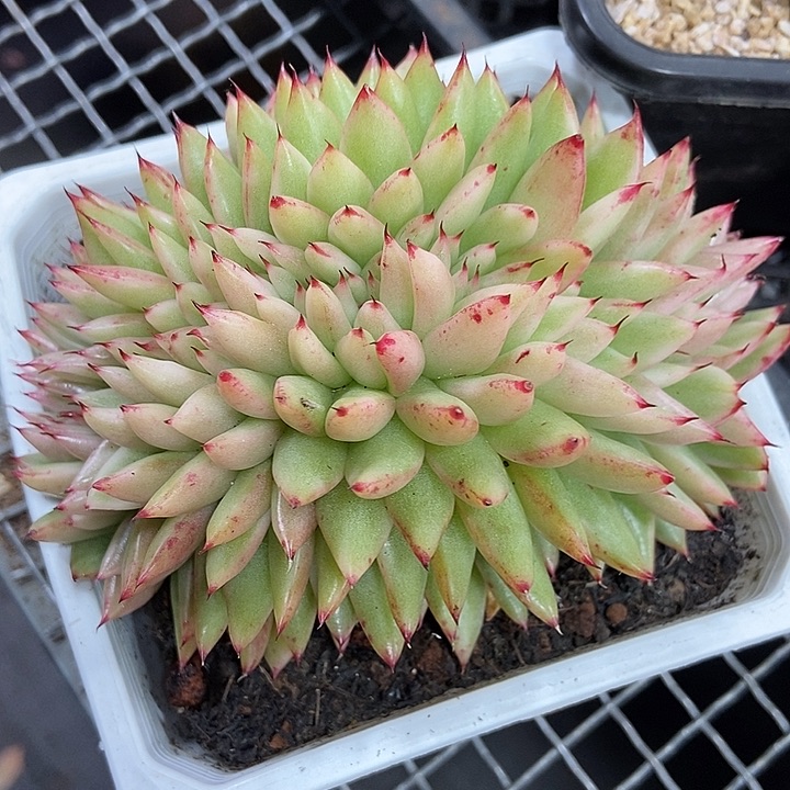 东云锦缀化多肉植物