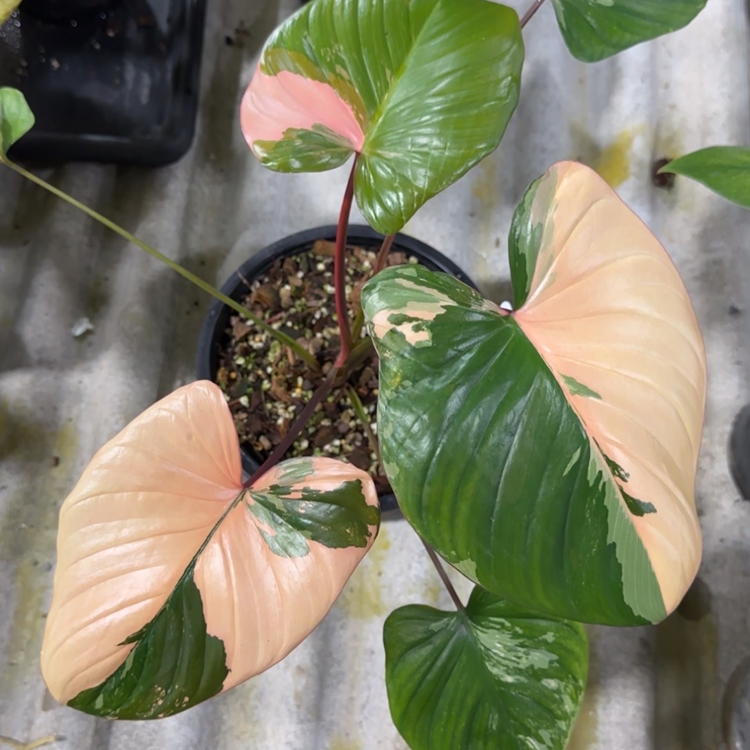 R110-1219橘锦千年健 免费寄养