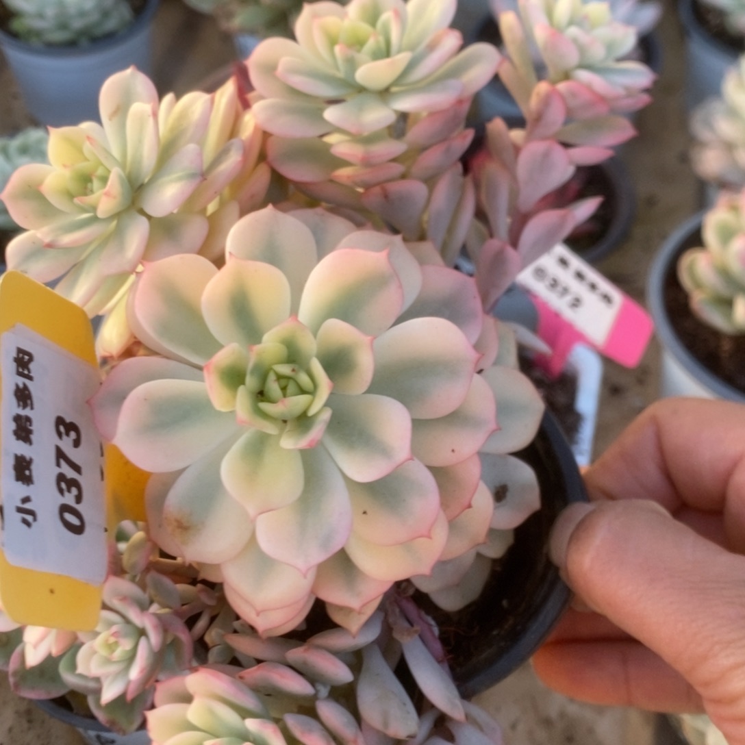 373红化妆锦锦锦锦锦