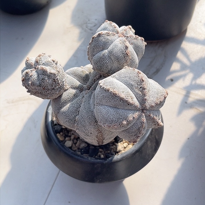 迎**扬恩塚鸾凤玉仙人球