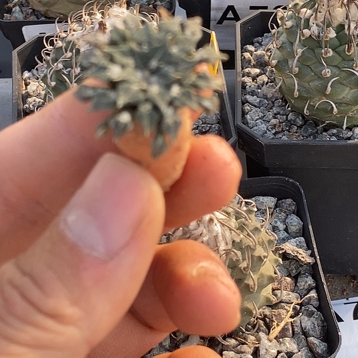 偷***鱼仙人球仙人掌之类的植物