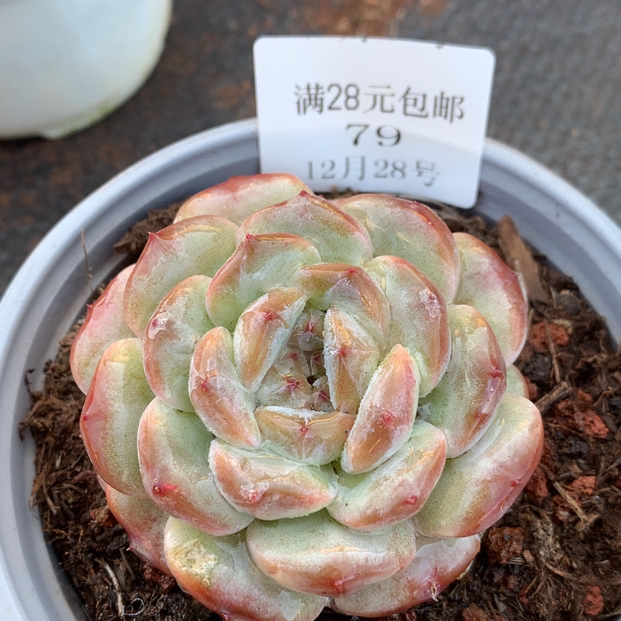 【闪购商品】云79号