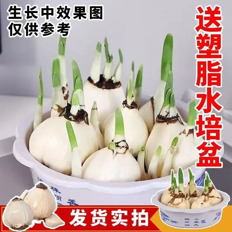 漳州水仙花水培土培室内开花办公室春节年宵花好养易活