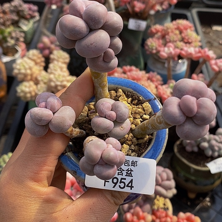 芭比奶洛老桩954多肉植物