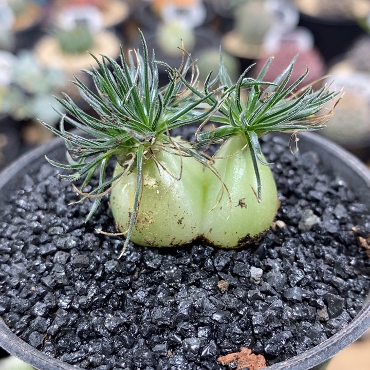 实生迷你海葱319号3cm