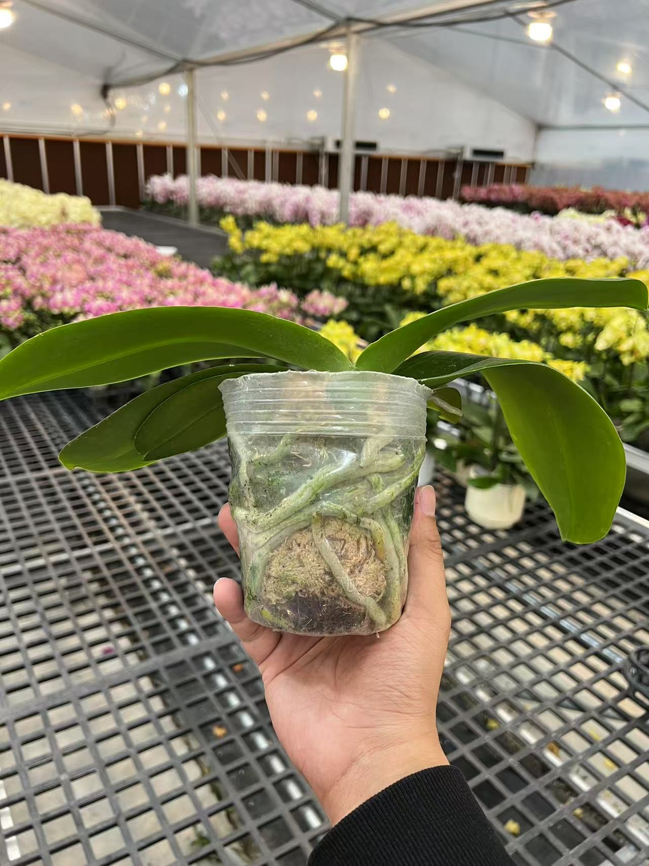 【一颗花后苗】蝴蝶兰花后苗可复花杯寸随机
