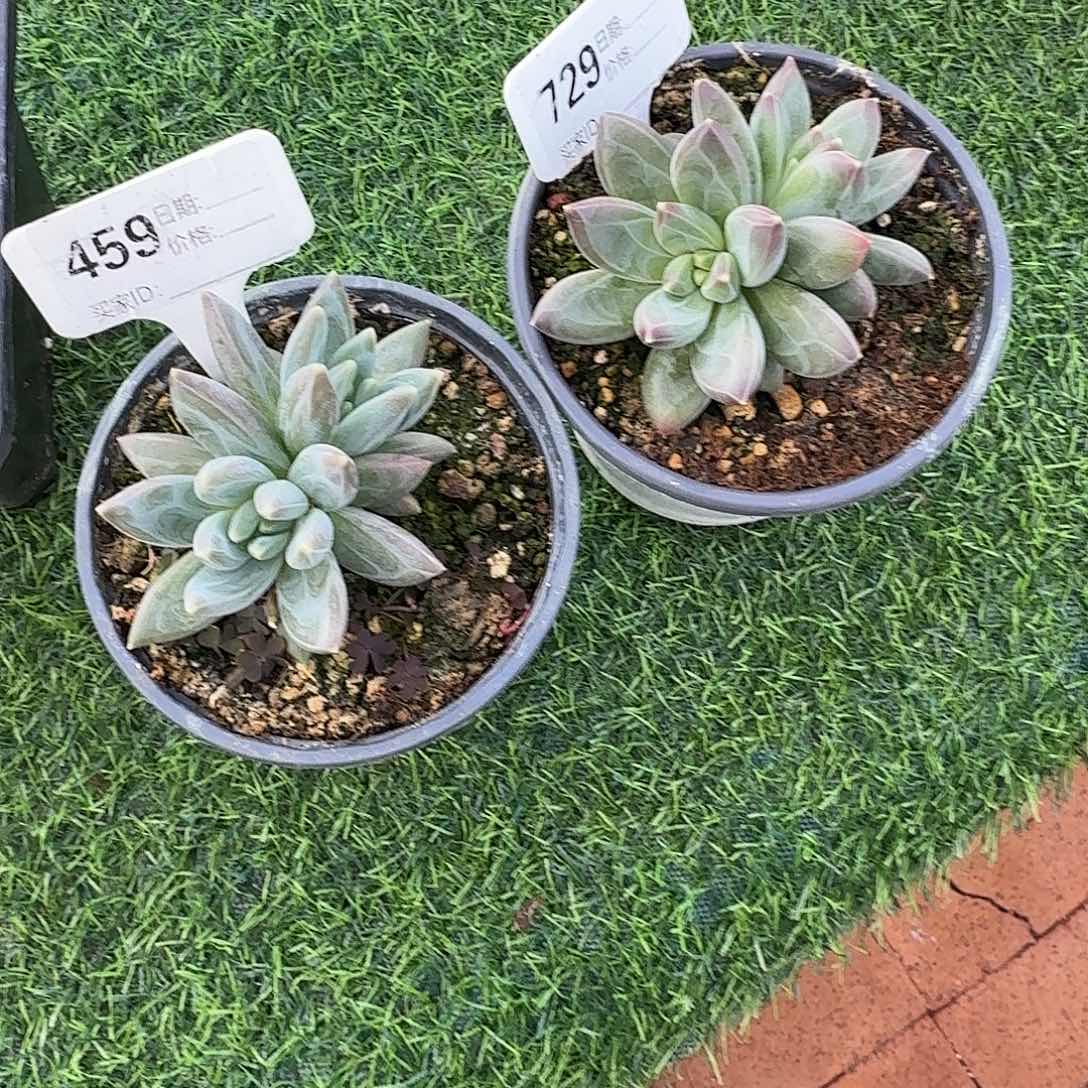 北***北459729多肉植物两颗