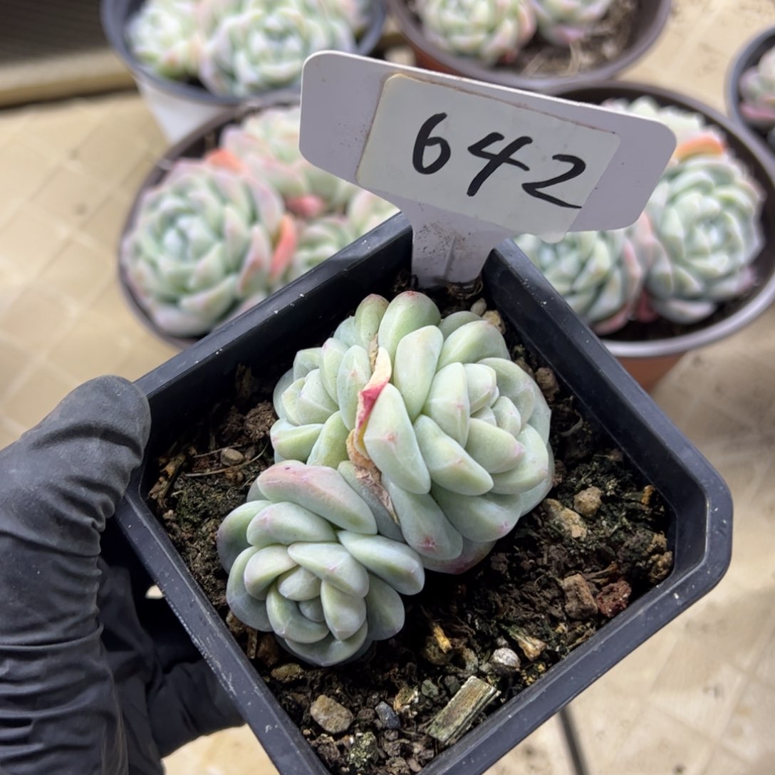 红陶冰***i642号多肉植物