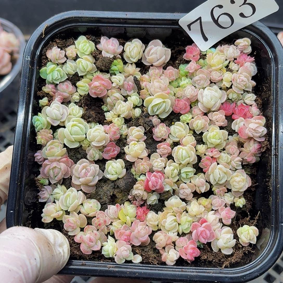 多肉植物多肉植物763