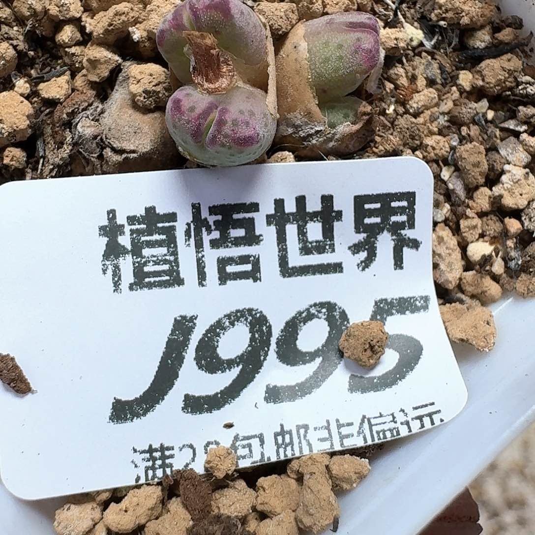 多肉植物的植物哇fg