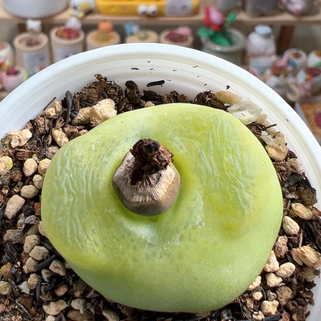 多肉植物61号大毛