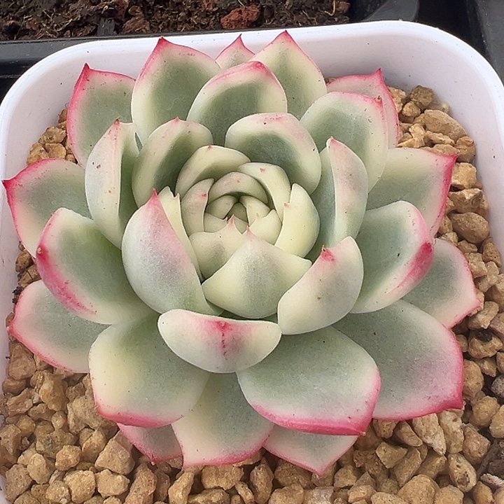 依***托湘云锦多肉植物饭