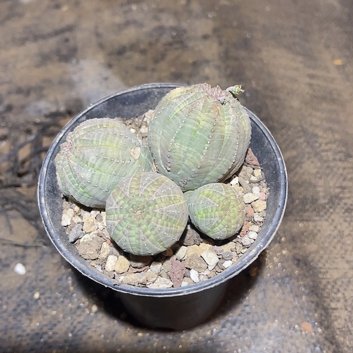 满38包邮2天凑单，脱土晾根发货多肉植物