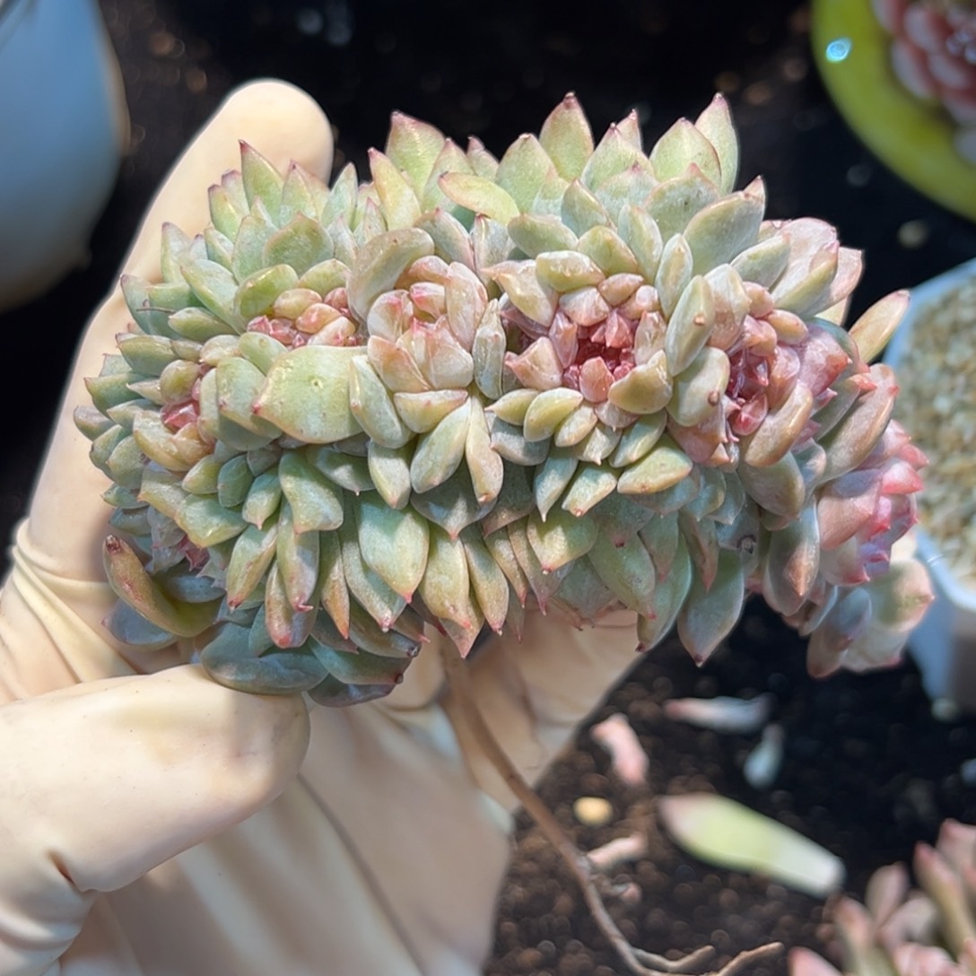 书***包新年快乐 新年快乐