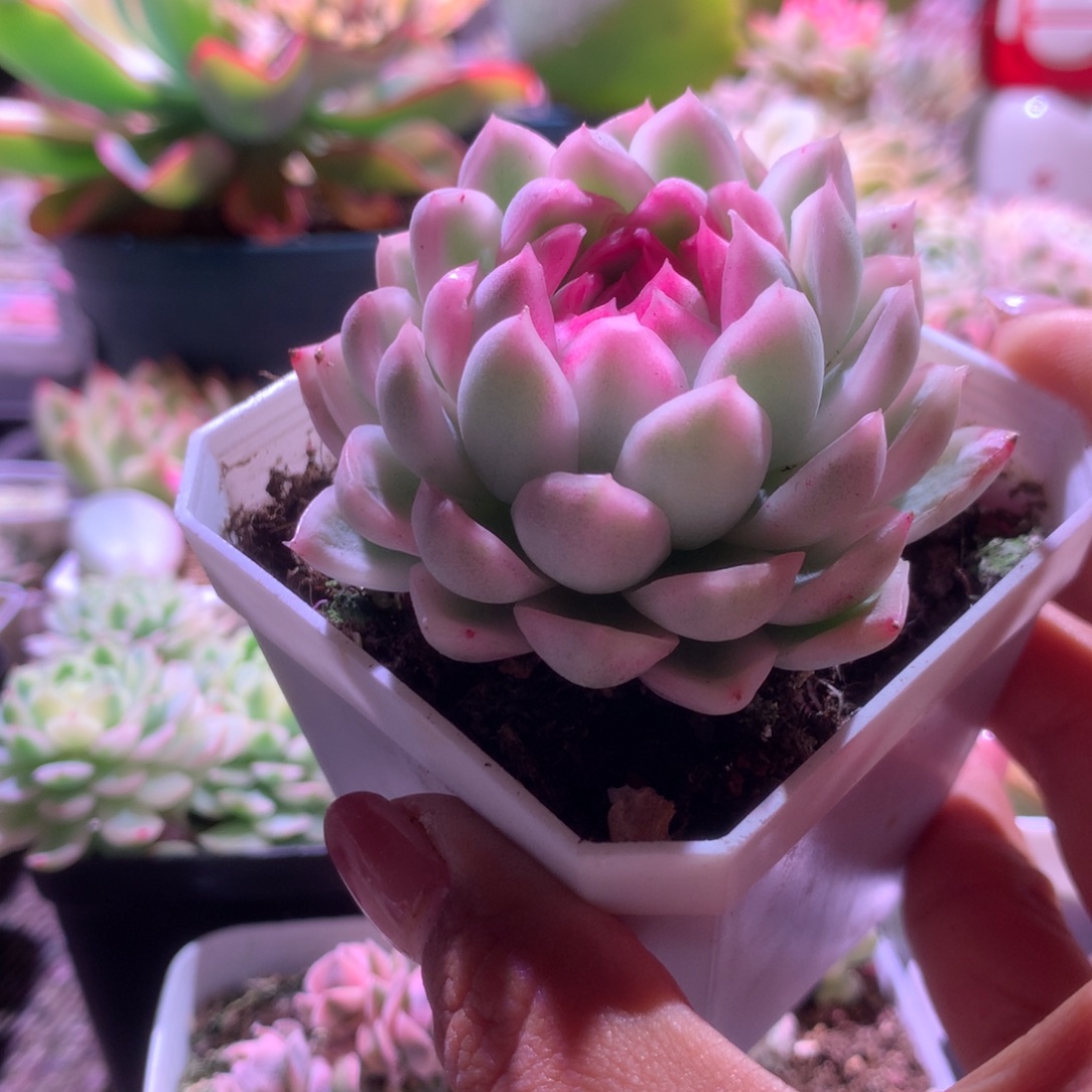 白雾覆轮锦有根有