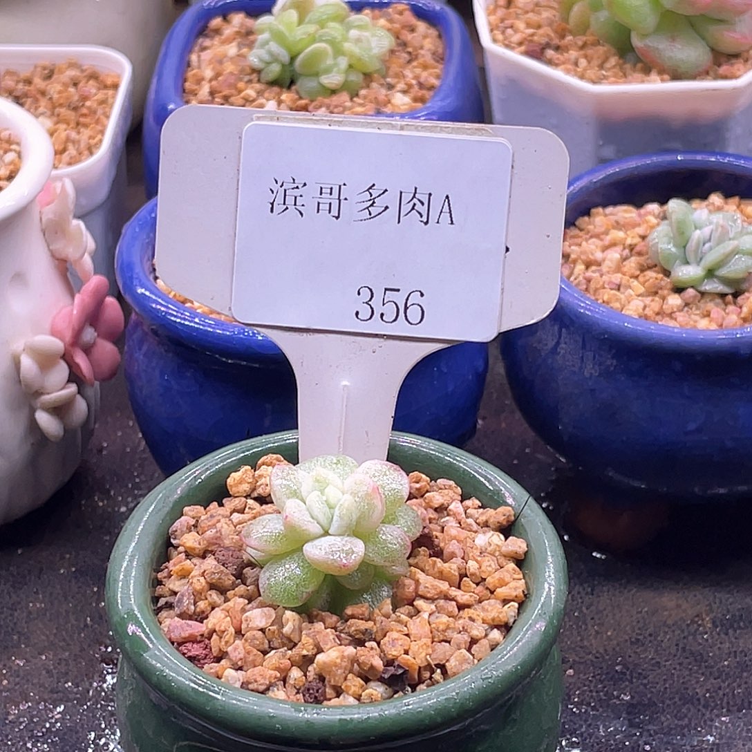 含***颠滨哥多肉A356冰玉石化覆轮锦