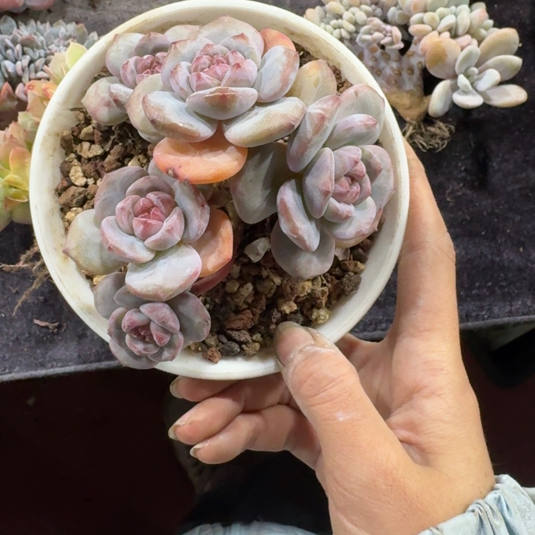 星影石榴籽5头有砍一物一拍