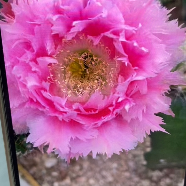 彩草羽毛3号球上球带根3.5公分左右